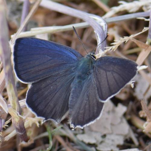 Réf. 330 674 : Favonius quercus
